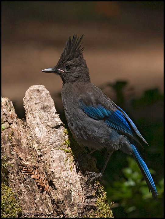 _0SB6411 stellers jay.jpg